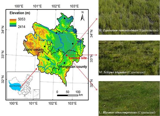 Map of Zoige Peatlands showing the location of sample sites in the northeastern part of the Qinghai–Tibetan Plateau. H: site with high water table dominated by Equisetum ramosissimun (Equisetaceae); M: site with intermediate water table dominated by Scirpus triqueter (Cyperaceae); L: site with low water table dominated by Blysmus sinocompressus (Cyperaceae).