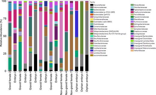 Relative abundance (%) of the 42 bacterial families detected in female and embryo D. punctata samples. Gravid females (n = 5) and their corresponding developing embryos (n = 5) are grouped to the left. Non-gravid female (n = 3) and orphan embryo (n = 3) samples are grouped to the right.