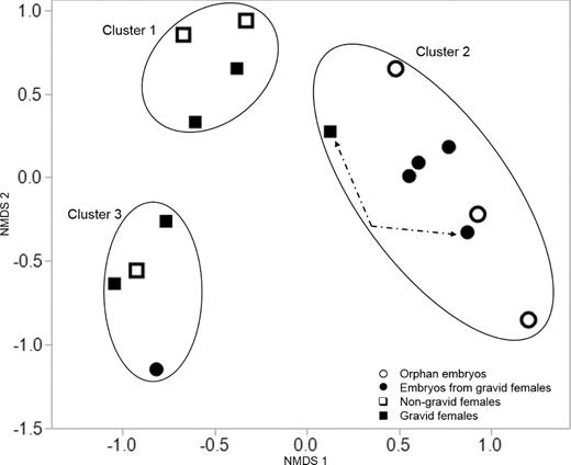 (NMDS (stress = 0.07) plot showing similarities and differences in bacterial community composition (i.e. placement) among orphan embryos (open circles), embryos from gravid females (filled circles), gravid females (filled squares) and non-gravid females (open squares) samples based on the Bray-Curtis distance matrix. Significant differences in microbial community composition between D. punctata females and embryos (MRPP; A = 0.11, P < 0.001, 1000 permutations) and among a posteriori clusters (MRPP; A = 0.28, P < 0.001, 1000 permutations) were determined. The only associated gravid female and developing embryo pair (Female 4–embryo 4) that clustered together are indicated with dashed arrows.