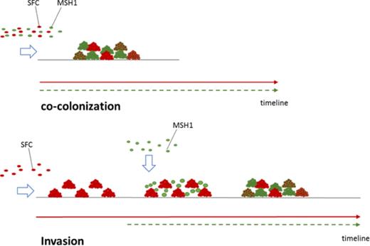 Schematic overview of the biofilm experiments performed in this study either according to the co-colonization mode (MSH1-GFP inoculated simultaneously with the SFC) or invasion mode (MSH1-GFP inoculated in flow channels already occupied by the SFC biofilm).