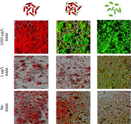 Representative 3D images of biofilms in the front of flow channels that were operated according to the co-colonization mode. Flow channels were either inoculated with SFC (left), SFC mixed with MSH1-GFP (center) or MSH1-GFP, (right) and fed with MS medium without BAM (bottom), 1 μg/L BAM (middle) and 1000 μg/L BAM (top). MSH1-GFP cells expressing GFP are shown in green and cells counterstained with Syto® 62 are shown in red.