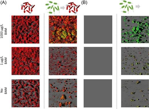 Representative CLSM 3D images of biofilms in the front of flow chambers that were operated according to the invasion mode. Flow channels were inoculated with either the SFC followed by inoculation with MSH1-GFP at day 20 (Panel A), or were operated without inoculation of the SFC followed by inoculation with MSH1-GFP at day 20 (Panel B). Panel A (left) shows biofilms of the SFC after 20 days of operation prior to MSH1-GFP inoculation. Panel A (right) depicts biofilms in flow channels that were first colonized for 20 days by the SFC and then inoculated with MSH1-GFP with the pictures taken 39 days after MSH1-GFP inoculation. Panel B (left) shows flow channels not inoculated with the SFC after 20 days of operation and before being inoculated with MSH1-GFP. Panel B (right) depicts biofilms in channels that were first operated (for 20 days) without SFC inoculation and then inoculated with MSH1-GFP with the pictures taken 39 days after MSH1-GFP inoculation. The channels were fed with MS without BAM (bottom), with BAM at 1 μg/L BAM (middle) and with BAM at 1000 μg/L BAM (top). MSH1-GFP cells expressing GFP are shown in green and cells stained with Syto® 62 are shown in red.