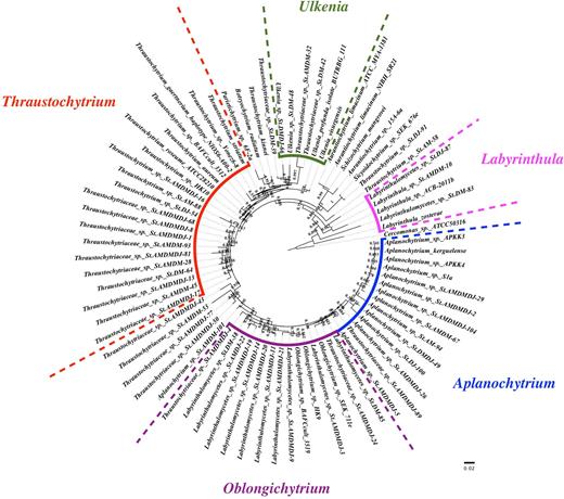 Phylogenetic affiliation of the top 50 ranked OTUs recovered from all three stations by pyrosequencing (the OTUs were denoted as: taxon name+sample name+OTU number. For example, Ulkenia sp. StDM-48 means OTU48 was identified as Ulkenia sp. and detected in StD at March. And Thraustochytriaceae sp. StAMDMDJ-13 means OTU13 was identified to family Thraustochytriaceae without specific genus assignment, i.e. unclassified Thraustochytriaceae, and was detected in StA in March, StD in March and StD in July.)