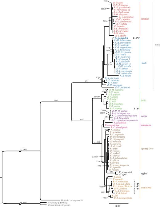 Phylogenetic placement of the Q. mendeli symbiont within the genus Rickettsia. BI majority-rule consensus tree for the concatenated 16S rRNA and citrate synthase (gltA) genes. Posterior probability values >0.95 are shown above branches, along with bootstrap values >70% for the topologically identical ML tree. ns= not significant. The host is provided whenever the symbiont is not identified at the species level. Scale bar indicates the number of substitutions per site. (E: eulophid; PI: parthenogenesis inductor; PI*: suspected parthenogenesis inductor)