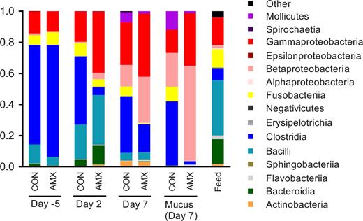 Average bacterial community composition at the class level in faecal samples collected on day 5, day 2 and day 7, as well as in mucus samples obtained on day 7 for the control group (CON, n = 12) and the amoxicillin group (AMX, n = 11–12). The bacterial community composition in feed samples collected at the end of the study (feed, n = 5) is also shown.