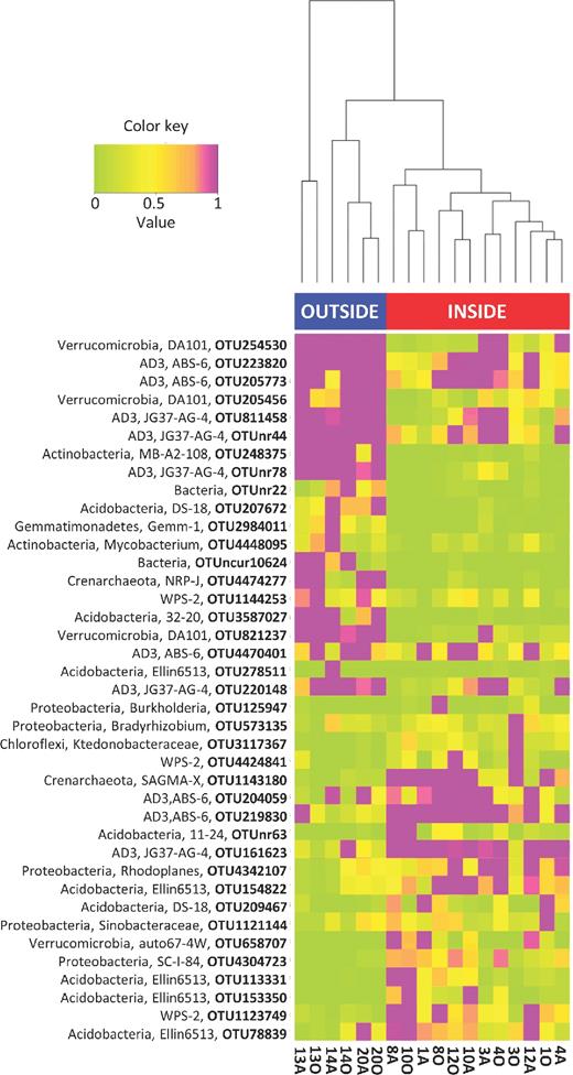 Cluster analysis of the soil samples and the corresponding heat map constructed with abundant OTUs (>1% relative abundance in at least one soil sample) differing significantly between the trench and the surrounding soil microbiota. Red: samples from the trench; blue: samples from the surrounding area. The highest and lowest taxonomic affiliations are indicated for each OTU.