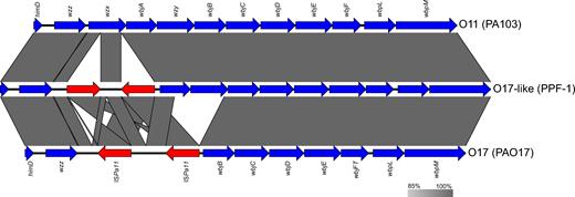 Multiple alignments of OSA biosynthesis clusters O11, O17-like and O17. Genes are represented by blue arrows, while the ISPa11s are represented by the red arrows.