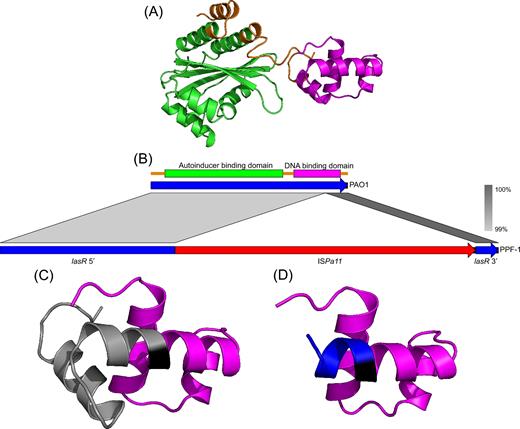 ISPa11 insertion in lasR gene. (A) Predicted structure of LasR from the strain PAO1. The N-terminal autoinducer-binding domain and the C-terminal DNA-binding domain are in green and purple, respectively, while the residues not annotated (GenBank: BAA06489) as being in a domain are in orange. (B) Alignment of the gene sequences of lasR found in PAO1 and PPF-1 (cluster III) showing the insertion of the ISPa11 into the DNA-binding domain coded by lasR from PPF-1. (C) Focus on the DNA-binding domain of PPF-1, showing the intact part in purple, the residue encoded by the codon 5'-GCA-3' that was targeted by the transposase in black and finally the missing residues in grey. (D) Still a focus on the PPF-1 DNA-binding domain, but showing in blue the few new residues produced by the in frame insertion of the ISPa11.