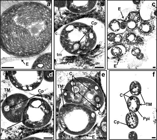 Morphological phases of akinete germination in N. punctiforme. Transmission electron micrographs of akinetes at 0 (a) and 48 h (b–f) of germination induced by transferring the akinetes to fresh media with phosphate. c, initial carboxysomes; C, carboxysome; Cp, cyanophycin; E, akinete envelope; tm, undeveloped thylakoid membranes; TM, thylakoid membranes; Ppi, polyphosphate bodies. Bars, 1 μm.
