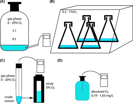 Schematic overview of cultivation conditions and methods applied. (A) Cells cultivated in 2-L bottles for proteomics and PCE dechlorination in the presence of oxygen measured with optode spots. (B) Cells cultivated in Erlenmayer flasks closed with aluminum caps in hypoxic station. (C) Photometric PCE dechlorination assay to measure oxygen stability of crude extracts. (D) Cell suspension experiment to elucidate the effect of dissolved oxygen on PCE dechlorination.