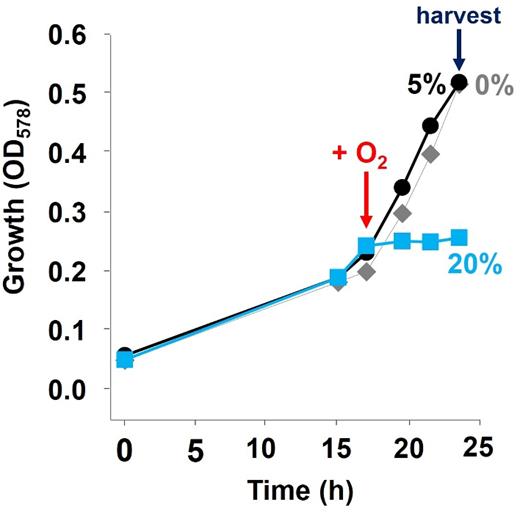 Stress response of S. multivorans to atmospheric oxygen concentrations after cultivation with PCE. Cells were supplied with either 5% or 20% oxygen in the gas phase in the exponential phase. After further 6.5 h, both cultures were harvested for proteomics. Gray diamonds represent the growth curve of the control culture without oxygen supplement.