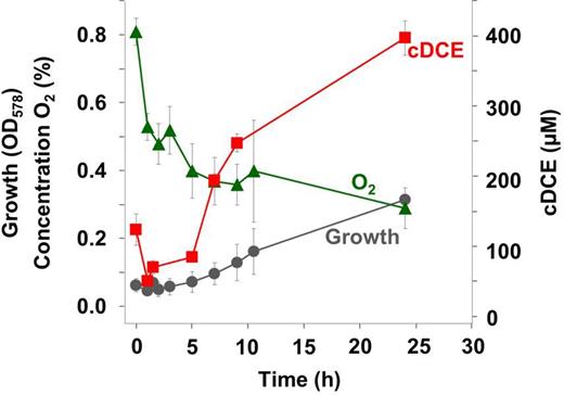 Dechlorination of PCE by cultivating S. multivorans cells in the presence of oxygen. Product (cDCE) formation and growth of S. multivorans with pyruvate as electron donor and PCE as electron acceptor in the presence of oxygen (initial concentration in the gas phase 1%, 0.373 mg/L O2 in the medium). The experiment was performed in duplicates. The higher initial cDCE concentration is caused by carrying over cDCE from the pre-culture which subsequently dissolved in the medium.