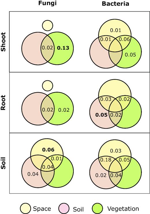 Variation partitioning of the effects of space, soil characteristics and plant species composition on the composition of grassland communities of fungi and bacteria. Values show the percentage of variation explained as adjusted R2 by each fraction in shoot, root and soil compartments. Values in bold were significant. Intersection areas present variability shared by two neighboring segments. No PCNM spatial vector was significant for the fungal community in shoot and root compartments; hence, it was excluded from the analysis.