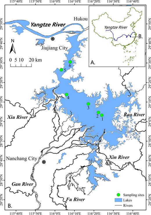 Location of Lake Poyang, China, and the sampling sites.