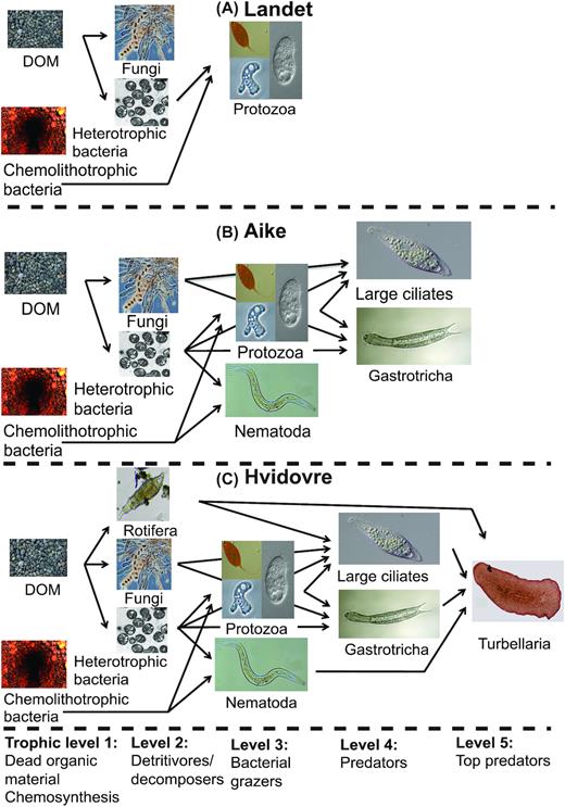 Idealized food webs for three waterworks of different filter material age. (A) Landet (4 years) has a simple food web with bacteria and smaller protozoans, predominantly stramenopiles; (B) Aike (21 years) adds litostomatid ciliates and the metazoan gastrotrichs and nematodes to that; and (C) Hvidovre (40 years) furthermore has large, detritivorous rotifers and turbellarians as top predators. There were no crustaceans found on any of these three waterworks. Photo credits and permissions: DOM: Christian Albers. Chemolithotrophic bacteria (Gallionella ferruginea). Source: https://pixabay.com/photos/water-pipes-pipe-rust-sludge-688431/. Permission: Pixabay License https://pixabay.com/service/license/). Heterotrophic bacteria (Methylococcus capsulatus). Author: Anne Fjellbirkeland. Source: https://commons.wikimedia.org/wiki/File:Methylococcus_capsulatus.png. Permission: Creative Commons Attribution 2.5 Unported license https://creativecommons.org/licenses/by/2.5/deed.en. Fungi: Author: Peter G. Werner. Morchella elata asci. Source: https://commons.wikimedia.org/wiki/File:Morelasci.jpg. Permission: Creative Commons Attribution 3.0 Unported license: https://creativecommons.org/licenses/by/3.0/deed.en. Picture slightly brightened. Protozoa upper left, excavate flagellate (Calkinsia aureus): Author: User "Djpmapleferryman". Source: https://www.flickr.com/photos/63319497@N00/2843250035. Permission: Creative Commons License Attribution 2.0 Generic. Protozoa lower left: Naked amoeba (Acanthamoeba keratitis). Author: Jean-Lou Justine. Source: https://commons.wikimedia.org/wiki/File:Parasite140120-fig3_Acanthamoeba_keratitis_Figure_3A.png. From Lorenzo-Morales, Khan and Walochnik (2015). Permission: https://creativecommons.org/licenses/by/4.0/deed.en). Protozoa right: Small ciliate (Colpoda cucullus). Source: https://www.flickr.com/photos/picksfromoutthere/10783409045. Permission: Creative Commons License Attribution 2.0 Generic. All three pictures slightly cropped. Nematoda (Acrobeles sp.). Author: K-state research and extension´s photostream. Source: https://www.flickr.com/photos/ksrecomm/19700675559. Permission: Creative Commons License Attribution 2.0 Generic. Rotifera (Bdelloidea sp.). Author: Donald Hobern. Source: https://www.flickr.com/photos/dhobern/16254396681. Permission: Creative Commons License Attribution 2.0 Generic. Cropped. Large ciliate(Litonotus lamella): Author, "Picturepest": Source: https://www.flickr.com/photos/picksfromoutthere/24046121015. Permission: Creative Commons License Attribution 2.0 Generic. Cropped. Gastrotrich (Lepidodermella squamatum). Author: Giuseppe Vago. Source: https://commons.wikimedia.org/wiki/File:Lepidodermella_squamatum.jpg. Permission: Creative Commons License Attribution 2.0 Generic. Original scale removed. Turbellaria (Gnesioceros sargassicola). Author: Eric A. Lazo-Vazem. Source: https://commons.wikimedia.org/wiki/File:Gnesioceros_sargassicola_(YPM_IZ_020145).jpeg. Creative Commons CC0 1.0 Universal Public Domain Dedication, permission: https://creativecommons.org/publicdomain/zero/1.0/deed.en.