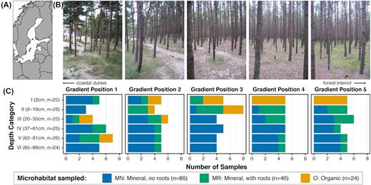 Characteristics of study site and sampling strategy, showing (A) geographic location of site, (B) photographs of forest floor developmental gradient and (C) number of times each microhabitat type (MN = mineral soil without roots, MR = mineral soil with roots, O = organic soil) was sampled at each gradient position and within each depth category.