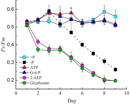 Optimal quantum yield of photosystem fluorescence (Fv/Fm) for zooxanthellae during a 9-day time course in DOP, DIP and P-depleted treatments (–P). Error bars represent the standard deviation of triplicate cultures.