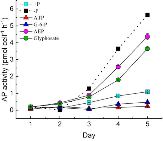 APA under different P conditions with antibiotics.