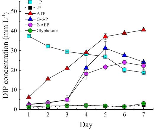 DIP concentrations in the media of Symbiodinium (zooxanthellae) in different P treatment groups without antibiotics.