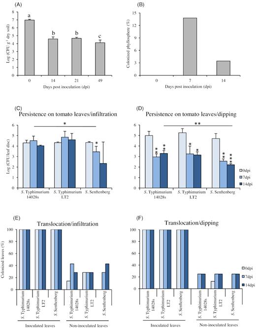 Salmonella persistence and translocation in soil, phyllosphere, and leaves of tomato plants. Salmonella enterica serovar Typhimurium strain 14028s (S. Typhimurium 14028s) was inoculated into the soil (106 CFU g−1 dry soil) and tomatoes were planted after inoculation (day zero). The persistence in soil was monitored during the entire experiment (A) and the presence of Salmonella in phyllosphere (shoots) was determined using a modified ISO 6579–1 norm for Salmonella detection. Data in (A) represent the mean of four technical replicates, the Tukey–Kramer grouping test for group least square means (alpha = 0.05) was performed to test for significant differences; in (B), percentage of Salmonella positively tested plants, n = 29 plants per data point. Persistence of Salmonella inside the leaves was monitored over a period of 14 days after infiltration (C), or dipping (D), inoculation methods. After inoculation of two leaves per plant and time point with (107 CFU mL−1) bacterial suspension, leaf discs were homogenized in 10 mM MgCl2 and serial dilutions were dropped on XLD plates to enumerate CFU counts. The data in (C) and (D) represent the mean of three and four replicates, respectively. Error bars indicate SD and * represents P < 0.05, ** represents P < 0.005 and *** represents P < 0.0005 in Student's t-test, compared to either 0 hpi or S. Typhimurium 14028s. The graph represents the translocation efficiency after infiltration (E), or dipping (F), inoculation, as revealed after enrichment in RVS medium. The bars represent the percentage of Salmonella positively tested plants from an average of 7 replicates (E) and 8 replicates (F), respectively (one leaf per plant and replicate).