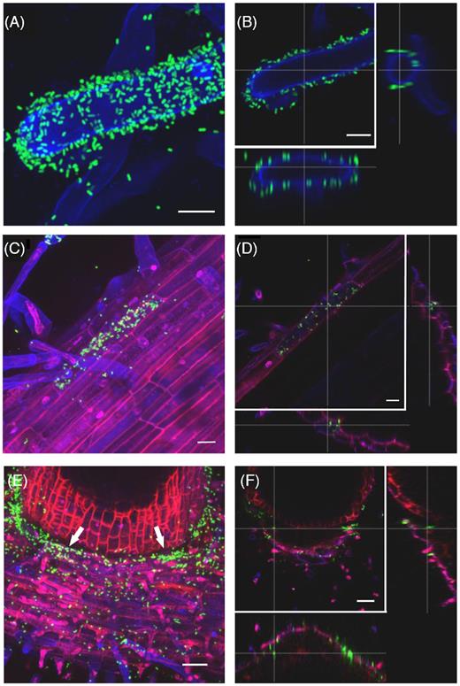 Salmonella Typhimurium 14028s colonizes tomato root hairs, primary and secondary roots in a particular pattern. Maximum projection images (A, C, E), and orthogonal scaling (B, D, F), show Salmonella enterica serovar Typhimurium strain 14028s expressing the green fluorescent protein (GFP) (S. Typhimurium 14028s-GFP) (in green) on different root structures. Root hair surfaces (A, B) are shown in blue. The scale bars indicate 10 µm. Root surface and epidermal cells (C, D) are shown in blue, cell walls in red. Scale bars indicate 20 µm. The cavity between primary (bottom) and secondary (top) root (arrows) is shown in (E, F). Scale bars indicate 50 µm. The root colonization patterns by S. Typhimurium LT2 and S. Senftenberg are shown in Fig. S4 (Supporting Information). Cross lines in orthogonal scaling are pointing to corresponding areas.