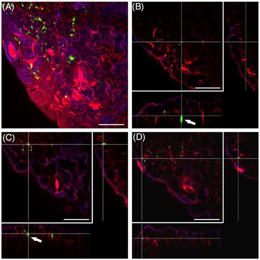 Salmonella Typhimurium 14028s colonizes stomata and hydathodes from soil-grown tomato plants. Maximum projection image (A), and orthogonal scaling (B–D), show stomata openings and cuticle in blue, auto fluorescence of chloroplasts in red and GFP-labeled Salmonella (S. Typhimurium 14028s-GFP) cells in green. Salmonella was found in the parenchyma tissue and cavities below the stomata (arrows). Scale bars indicate 30 µm. Cross lines in orthogonal scaling are pointing to corresponding areas. The 3D representation of the presented region is shown in Movie S6 (Supporting Information).