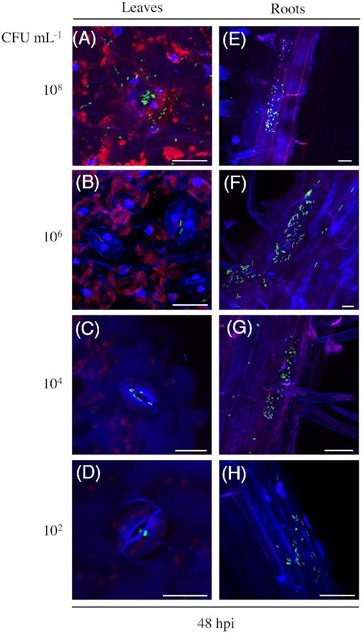 Colonization pattern does not depend on bacterial density. Maximum projection images (A-D), show stomata openings and cuticle in blue, auto fluorescence of chloroplasts in red and GFP-labeled Salmonella (S. Typhimurium 14028s-GFP) cells in green. Maximum projection images (E-H), show root surfaces and epidermal cells in blue, cell walls partially in red. Samples were examined 48 hours post-inoculation (hpi) with the indicated bacterial densities, colony forming units (CFU) mL−1. Scale bars indicate 10 µm.