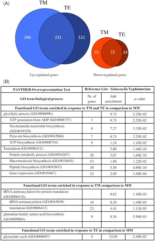 Transcriptional response of S. Typhimurium 14028s to tomato-related environment. Euler diagrams represent S. Typhimurium 14028s genes with up-regulated or down-regulated expression levels (A), in response to either tomato root exudates (TE) or tomato medium (TM) compared to expression levels in minimal medium (MM). Indicated are genes with at least two-fold higher or lower expression levels (P < 0.05). Included are also genes for which the expression was detected in only one of the treatments. Significantly enriched GO-terms of Salmonella genes that were enriched in their expression in TM and TE compared to MM, as a control, are shown in (B). Different clusters of genes and their respective P-values and corresponding functions are listed in the Tables S7–S9 (Supporting Information).