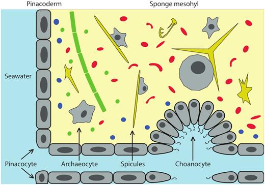 An illustration of the internal structure of a typical demosponge and the microbial symbionts. Major sponge cell (grey) types include pinacocytes, building blocks of the pinacodermal layer; archaeocytes, amoeba-like cells responsible for feeding and cell differentiation; and choanocytes, which form choanocyte chambers to harvest particles in the flow-through seawater. Through the choanocyte chambers, microorganisms from seawater are transported to the sponge mesohyl, where they are either engulfed by archaeocyte cells as food source or evade phagocytosis and become symbionts in their hosts. Diverse symbiotic microorganisms exist in the mesohyl of many demosponges. Representative microbial symbionts are cyanobacteria (green), archaea (blue) and heterotrophic bacteria (red). Siliceous spicules (yellow) act as structural skeleton to support to the morphology of demosponges.