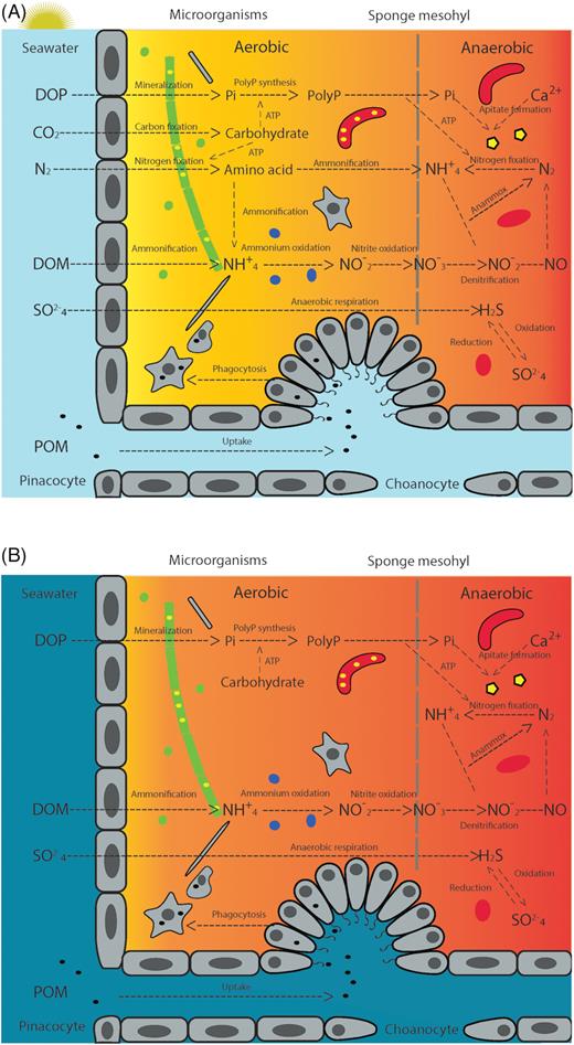 Conceptual diagram of microbially mediated nutrient cycles in sponge mesohyl during daylight (A) and night (B). Color gradient (yellow to red) background indicates O2 availability in sponge mesohyl, with yellow representing the most oxic state and red representing the most anoxic state. Microbial symbionts are divided in three groups: cyanobacteria (green), archaea (blue) and heterotrophic bacteria (red). PolyP granules (yellow) accumulated in microbial cells can contribute to the formation of apitate minerals (yellow pentagon) inside sponges. Sponge cells (grey) are involved in the uptake of DOM and POM from the surrounding seawater. Abbreviations: Dissolved organic phosphorus (DOP); Dissolved organic nitrogen (DON); Particulate organic matter (POM-illustrated as black dots); Phosphate (Pi); Polyphosphate (PolyP).