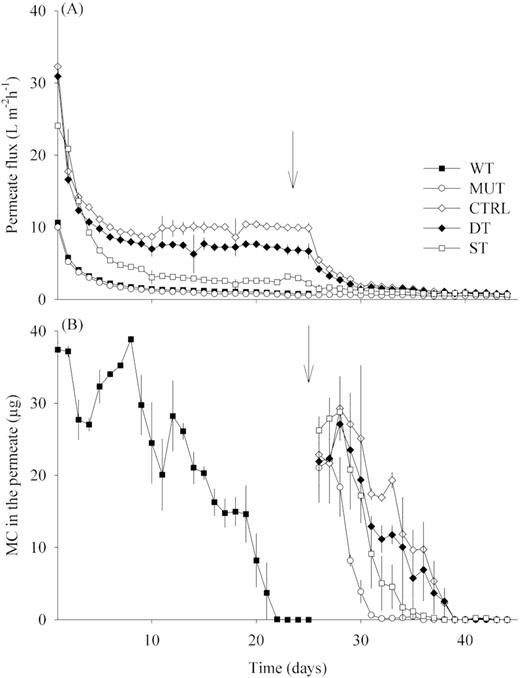 (A) Average permeate flux for all treatments during the 44 days of experimental operation (average ± SD, n = 6/3). (B) Amount of MC in the permeate 24 h after the addition of cyanobacterial biomass containing 40 µg of MC (average ± SD, n = 3). The arrows indicate the day 25, when all treatments started to be supplied with MC-containing biomass only. Treatments – WT: biomass of M. aeruginosa wild type; MUT: biomass of M. aeruginosa non-MC producing mutant; CTRL: no addition; DT: diatom biomass; ST: starch solution.