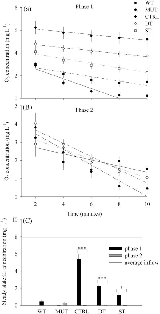Oxygen saturation on top of the GDM biofilms during the first 10 min after addition of the respective biomass: (A) From day 14 until day 24 (average ± SE, n = 9) and (B) from day 30 until day 43 (average ± SE, n = 8). (C) Oxygen concentration for the steady state of all GDM treatments during the whole experimental operation (average ± SE, n = 8). Only significant differences are highlighted (***P < 0.001, *P < 0.05).