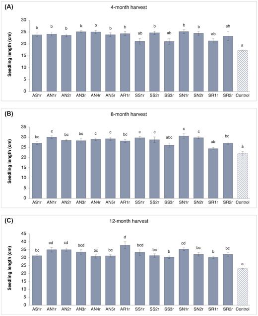 Seedling length (mean and standard error; n = 10 seedlings per treatment) of lodgepole pine (Pinus contorta) seedlings inoculated with different endophytic bacteria measured at (A) 4-month harvest, (B) 8-month harvest and (C) 12-month harvest. Bars with the different letter are significantly different (P < 0.05).