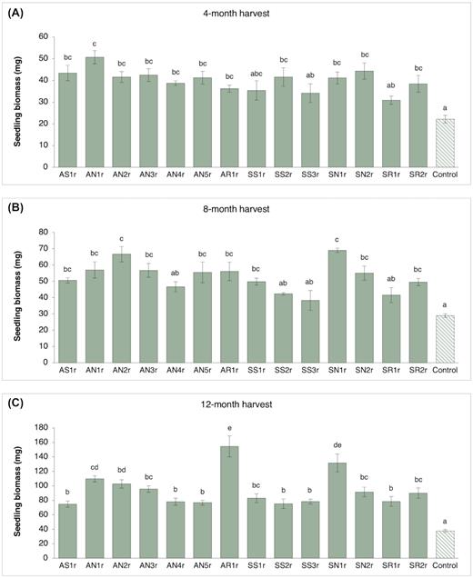 Seedling biomass (mean and standard error; n = 10 seedlings per treatment) of lodgepole pine (Pinus contorta) seedlings inoculated with different endophytic bacteria measured at (A), 4-month harvest, (B), 8-month harvest and (C), 12-month harvest. Bars with different letters are significantly different (P < 0.05).