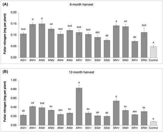 Foliar nitrogen content (mean and standard error; n = 10 seedlings per treatment) of lodgepole pine (Pinus contorta) seedlings harvested (A), 6 months after inoculation and (B), 12 months after inoculation. Bars with different letters are significantly different (P < 0.05).