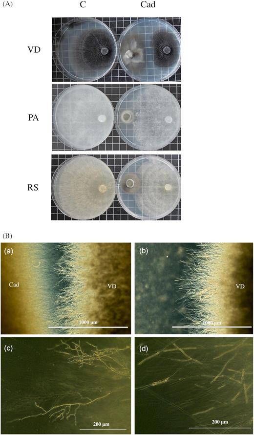 (A) The growth of fungal pathogens in the presence and absence of Cadophora sp. The three pathogens V. dahliae (VD), P. aphanidermatum (PA) and R. solani (RS) were grown in axenic cultures (C) or in dual cultures with Cadophora sp. (Cad). (B) The growth characteristics of V. dahliae’s hyphae. Verticillium dahliae growing on 25% PDA in the presence of Cadophora sp. (Cad) (a, c) or when growing alone (b, d).