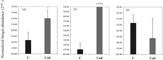 The colonization of tomato by pathogenic fungi. DNA was extracted from non-inoculated roots (C), or roots inoculated with Cadophora sp. (Cad), which were challenged with V. dahliae (VD), P. aphanidermatum (PA) or R. solani (RS). Pathogens were quantified using qRT-PCR assays and compared between treatments. T-test (P = 0.05, n = 3) was carried out and showed higher V. dahliae colonization in Cadophora sp.-inoculated roots. Significant differences in pathogens colonization rate between Cadophora sp.-inoculated and control plants are indicated by asterisks.
