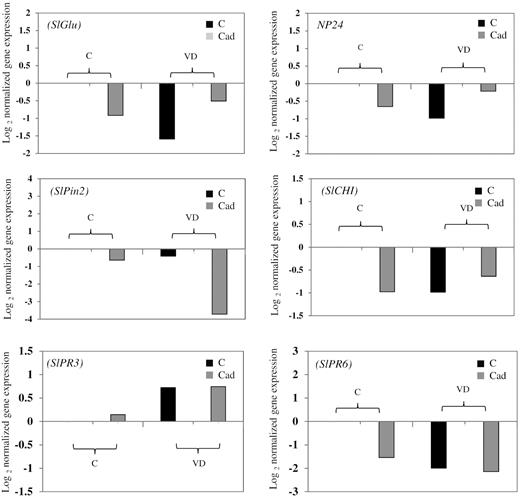 Normalized expression levels of defense-related genes in tomato. Tomato seedlings were not inoculated (C), or inoculated with Cadophora sp. (Cad) and challenged after 10 days with V. dahliae (VD) or were mock inoculated (C) (second greenhouse experiment) and grown for 2 weeks. RNA was extracted from roots and cDNA was synthesized. Shown are the Log2 CNRQ means of all treatments divided by that of control (C). Two ways ANOVA (P = 0.05, n = 3) on CNRQ values showed an impact of V. dahliae on the RNA accumulation of the endochitinase (SlPR3) gene. No other significant impacts were observed.