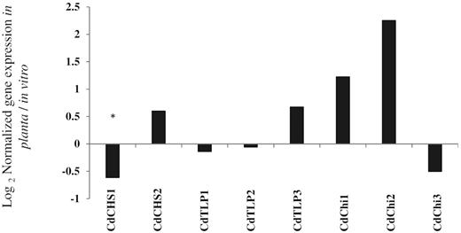 The expression of Cadophora sp. genes in planta vs. in vitro. Cadophora sp. was grown for 12 days on MS medium supplied with 10% sucrose (in vitro treatment), or in tomato seedlings grown on MS medium (in planta treatment). RNA was extracted and cDNA was synthesized. Three genes coding for thaumatin-like proteins (CdTLP1–3), three coding for lectins (CdChi1–3) and two genes coding for chalcone synthase (CdCHS1,2) were analyzed. Shown are the CNRQ values of in planta grown Cadophora sp. divided by thein vitro CNRQ values. T-test (P = 0.05, n = 3) was performed on CNRQ values and compared between treatments. Significant differences are indicated by asterisks.