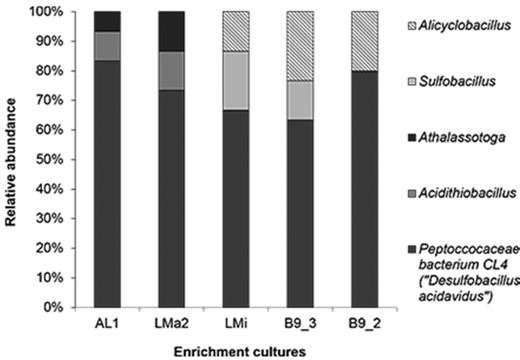 Relative abundance of 16S rRNA genes from enrichment cultures originated from Agua del Limón (AL1), Las Máquinas (LMa2), Las Maquinitas (LMi) and Baño 9 (B9–2, B9–3) hot spring sediments. Light grey bars correspond to Sulfobacillus clones; dark grey bars correspond to Peptococcaceae bacterium CL4 clones and lined bars corresponds to Alicyclobacillus clones. The affiliation is based on EZBioCloud database.