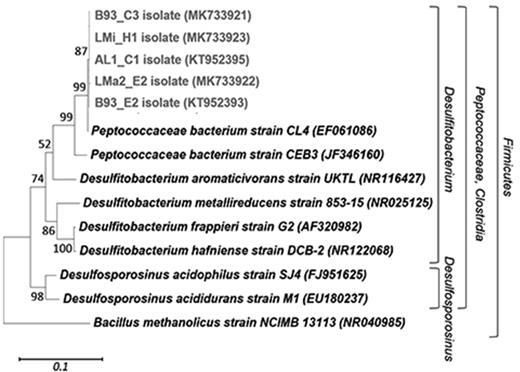Phylogenetic affiliations of the complete 16S rRNA gene sequences (1421 bp) of five sulfidogenic isolates. The consensus phylogenetic tree was generated using MEGA with different sets of filters, which showed stable branching. Maximum Likelihood was used as the statistical method and five hundred bootstrap replicates were performed. The bar indicates a 10% estimated sequence divergence, and Bacillus methanolicus strain NCIMB 13113 was used to root the tree. The sequences from the isolates are indicated in boldface type and light grey colour. Designations after the organism names or identifiers are GenBank accession numbers.