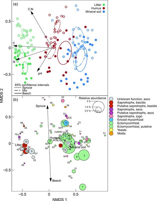 Non-metric multidimensional scaling (NMDS) ordination plots of the fungal community composition in litter, humus and mineral soil in forests with various proportions of beech and spruce. (a), Ordination diagram of samples (two-dimensional stress = 0.18). Ellipses denote 95% confidence intervals for the centroids of the forest type × soil depth factor combinations. Symbol fill intensity denote proportion beech from 0% (unfilled) to 100% (filled). The arrows show the direction of increasing soil pH and C, N and C:N in the soil, and their length is proportional to the correlation between the variable and the ordination (b), Species plot based on all fungal operational taxonomic units (OTUs) present (1323), with only the 78 OTUs with total abundance >0.3% of the dataset are shown (representing 59.4% of the total reads). The diameter of the dots indicate the relative abundance of each OTU. The arrow indicates the direction of maximal increase for the proportion of beech and spruce, respectively. Numerical prefixes identify all OTUs: Cenococcum (1, 50), Elaphomyces muricatus (2), Elaphomyces (3, 4), Cortinarius (5, 43, 46), Atheliaceae (6), Russula (7, 21), Mycena (8, 14), Leotiomycetes (9, 17, 23, 49, 64), Oidiodendron (10), Russula vesca (11), Helotiales (12, 20, 32, 40, 76), Piloderma fallax (13), Tylospora fibrillosa (15, 31), Helotiaceae (16), Mycenaceae (18), Tylospora (19, 41), Umbelopsis ovata (22), Cenococcum geophilum (24, 58), Dermataceae (25, 63, 78), Umbelopsis (26), Amanita fulva (27), Phacidium lacerum (28), Lophodermium piceae (29), Mortierella (30, 67, 72), Trichoderma (33), Cryptococcus terricola (34), Ascomycota (35, 47, 52, 68), Cortinarius albovariegatus (36), Chalara (37), Trichosporon gamsii (38), Penicillium spinulosum (39), Chloridium (42), Atheliales (44), Mortierella humilis (45), Auriculariales (48), Cortinarius stillatitius (51), Cryptococcus podzolicus (53), Saccharomycetales (54), Inocybe (55), Polyscytalum (56), Russula nobilis (57), Clavulina (59), Russula fellea (60), Oidiodendron pilicola (61), Hydnum repandum (62), Eurotiomycetes (65), Chalara piceae-abietis (66), Cudoniaceae (69), Piloderma (70), Umbelopis ramanniana var. angulispora (71), Hymenoscyphus spaurim (73), Meliniomyces variabilis (74), Cantharellales (75), Phoma (77). Further taxonomic information as well as fungal guilds and accession numbers are given in Table S1, Supporting Information.