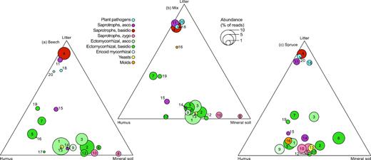 Ternary plots of the 20 most abundant genera and their relative abundances in litter, humus and mineral soil in (a), beech (b), mix and (c), spruce-dominated stands. Colour denote functional guild (see insert) and numbers relate to the following genera: (1) Elaphomyces, (2) Russula, (3) Cenococcum, (4) Mycena, (5) Cortinarius, (6) Tylospora, (7) Piloderma, (8) Umbelopsis, (9) Oidiodendron, (10) Mortierella, (11) Chalara, (12) Inocybe, (13) Cryptococcus, (14) Trichoderma, (15) Hymenoscyphus, (16) Penicillium, (17) Amanita, (18) Lophodermium, (19) Lactarius, (20) Phacidium.