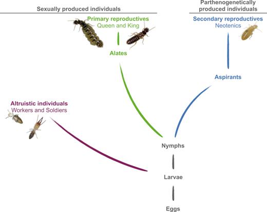Simplified developmental pathways and reproductive modes in C. tuberosus. After an undifferentiated larval instar, a bifurcation between the altruistic and reproductive castes occurs. Individuals in the altruistic caste (workers and soldiers) are sexually produced (purple). In the reproductive caste, a difference stems from the mode of reproduction: sexually produced individuals develop predominantly through five nymphal instars to the alate stage (84%) while some differentiate into secondary reproductives (neotenics; 16%); parthenogenetically produced females (blue) develop predominantly into neotenic queens (93%) while some reach the alate imago (7%) (Fournier et al. 2016). We call aspirants the instars that differentiate into neotenics. Alates initiate new colonies after a nuptial flight and become primary reproductives while neotenics stay in the nest to replace primaries upon their death. Adapted from Hellemans et al. (2017b). To enhance its own transmission, Wolbachia could induce thelytokous parthenogenesis in C. tuberosus.