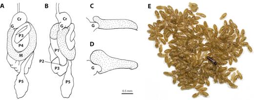 Worker digestive tract of C. tuberosus in dorsal (A) and left (B) view; with focus on the foregut-midgut junction in left view of worker (C) and neotenic queen (D), highlighting a pouch-shaped expansion at the antero-dorsal part of the mesenteron. Primary king with numerous neotenic queens (E): the pouch-shaped expansion is filled with particles and visible as a black dot through the cuticle of all neotenic queens. Foregut: Cr, crop; G, gizzard. Midgut: M, mesenteron (stippled). Hindgut: P1, ileum; P2, enteric valve; P3, paunch; P4, colon; P5, rectum. Scale bar for drawings = 0.5 mm. Nomenclature to describe the digestive tract follows Noirot (1995) and Noirot (2001).