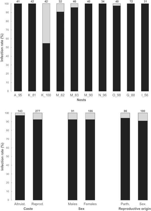 Infection rate of Wolbachia per nest, between the altruistic and the reproductive castes, between males and females from the reproductive caste and between parthenogenetically and sexually produced females from the reproductive caste, in 10 nests of C. tuberosus. The total number of individuals tested is indicated above each bar.