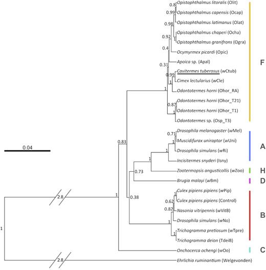 Rooted Wolbachia species tree estimated under Bayesian Inference using MLST genes (coxA, fbpA, ftsZ, gatB and hcpA) and highlighting the position of the new strain described from the termite C. tuberosus (wCtub) in supergroup F. Wolbachia strains are represented by the host species’ name followed by the Wolbachia strain in parentheses. Letters (A–D, F, H) stand for Wolbachia supergroups. Bayesian posterior probability support values are shown for each clade.