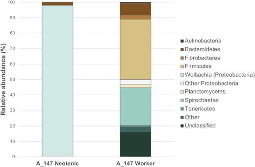 Taxonomic distribution into major phyla of prokaryotic OTUs from the guts of neotenic queens (bacteriome) and workers (whole guts) from nest A_147 of C. tuberosus. Relative abundances are derived from the percentage of reads assigned to specific OTUs (Supplementary Table S4). Microbial community profiles are based on the 16S rRNA gene amplicon high-throughput sequencing and annotation is done according to SILVA database v.128.