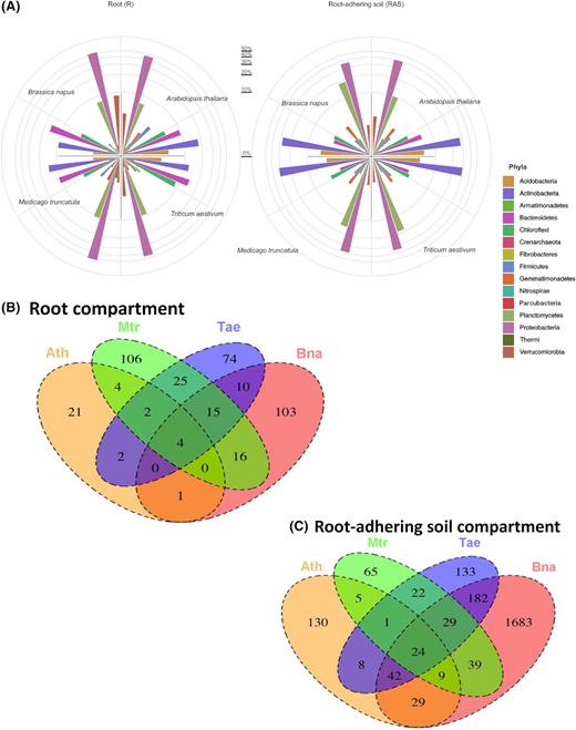 Analysis of bacterial diversity. (A) Distribution of the 15th major bacterial phyla (abundance in %) among the root system and the root-adhering soil of wheat (Triticum aestivum), rapeseed (Brassica napus), barrel clover (Medicago truncatula) and Arabidopsis thaliana plantlets. The Venn diagrams show shared and unique bacterial OTUs at 100% identity among bacterial community (B) colonising the root system and (C) those inhabiting the root-adhering soil retrieved from the rhizosphere of wheat (Triticum aestivum), rapeseed (Brassica napus), barrel clover (Medicago truncatula) and Arabidopsis thaliana.