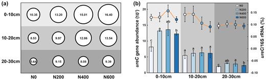 (a) Soil urease activity at three soil depths and urea application rates of 0, 200, 400 and 600 kg N·ha−1·year−1 (N0, N200, N400 and N600, respectively). The circle size corresponds to the urease activity. (b) ureC gene abundance (copy number per g dry soil) (bar chart) and ratio of ureC/16S rRNA gene (line chart) in soil samples. Different letters in the bar chart indicate significant difference determined by the Kruskal–Wallis test (P < 0.05). Urease activity is represented as milligrams of NH3-N catalyzed via urea by 1 g of air-dried soil every 24 h.